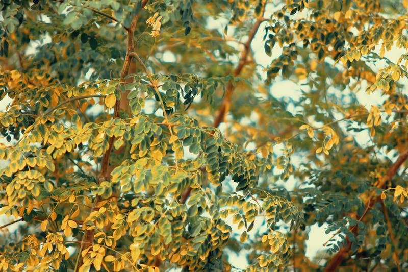 Moringa Powder